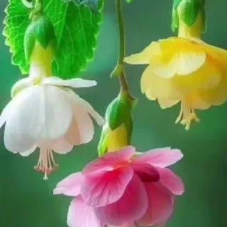 Юсупова Махлиё Шухратжоновна